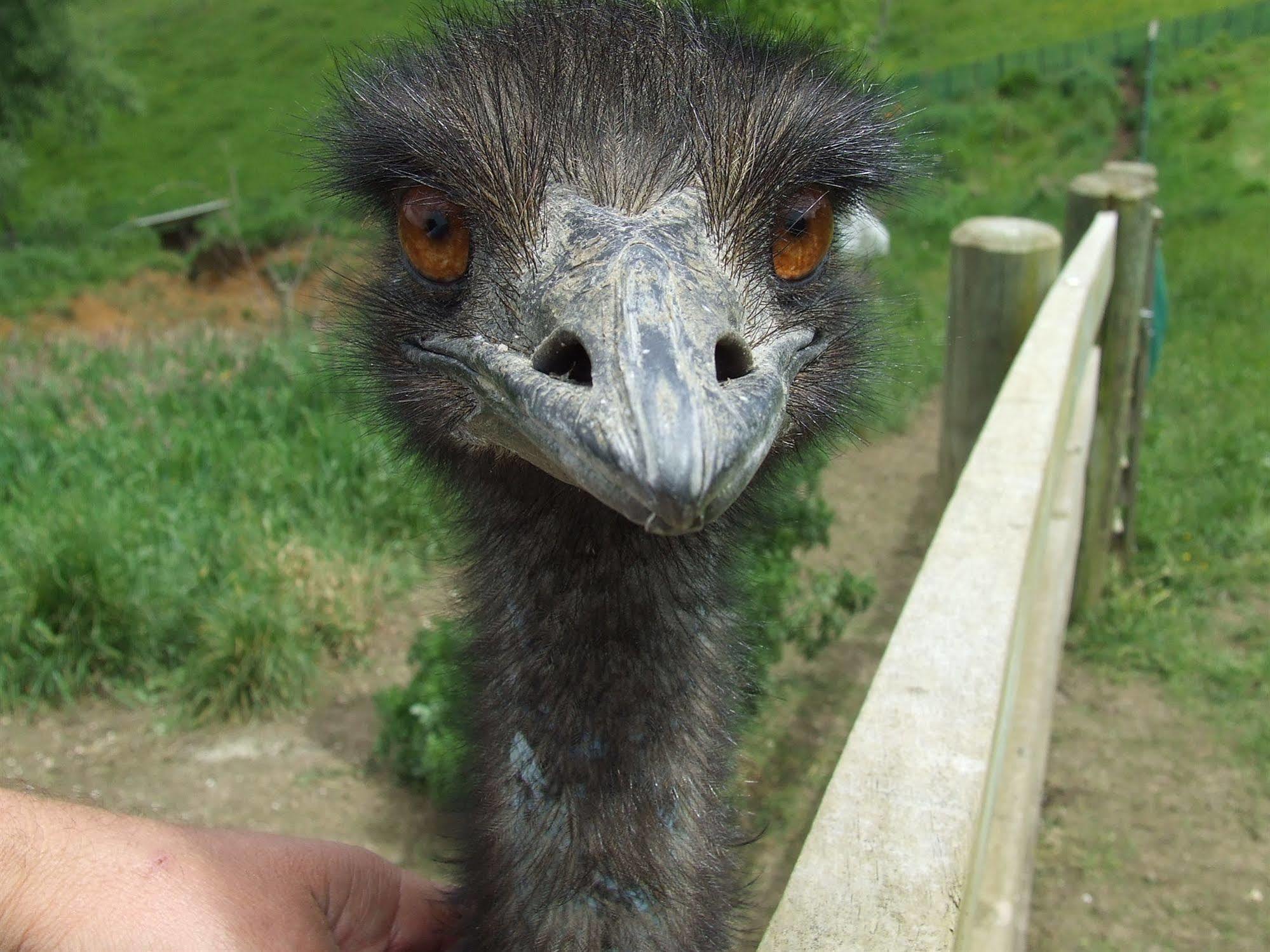 Runciman Berries&Emus B&B Ramarama Exterior foto